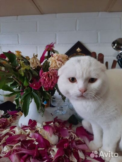 Британский вислоухий кот вязка