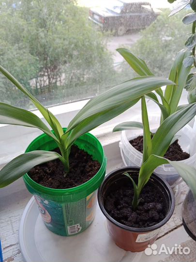 Пальма драцена