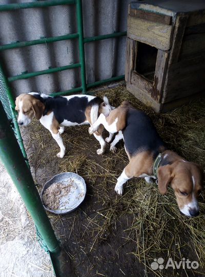 Щенки бигль