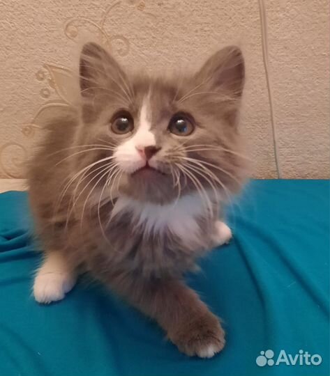 Маленький котенок ищет дом