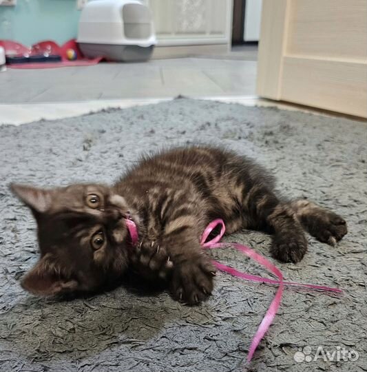 Котёнок шотландец бобтейл