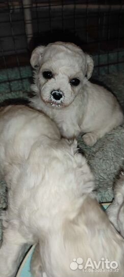 Щенки бишон фризе мини