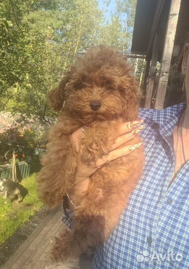 Мини пудель парень