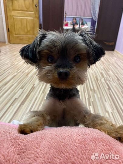 Йоркширский терьер щенки
