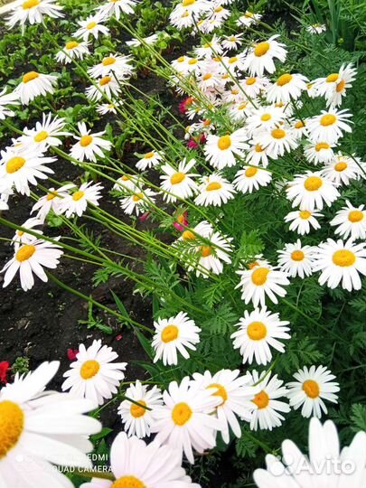 Ромашки разные