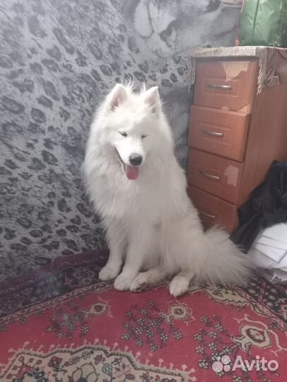 Самоедская лайка