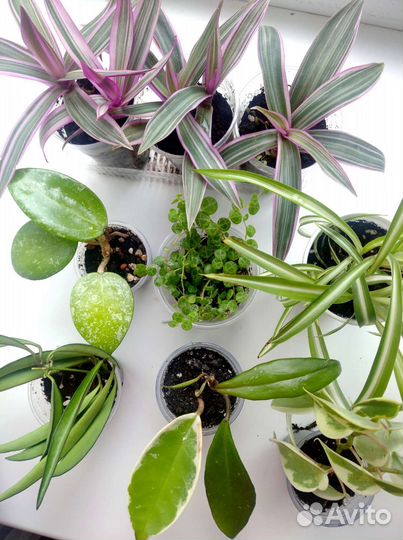 Комнатные растения цветы