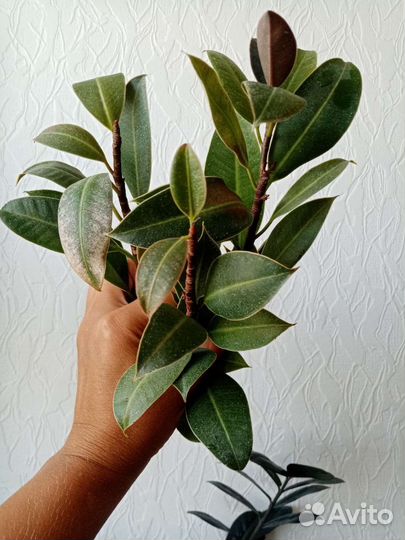 Фикусы Белиз, Тинеке, Мелони, Даниэль