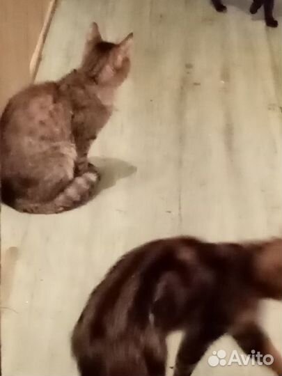 Кошки в добоые руки
