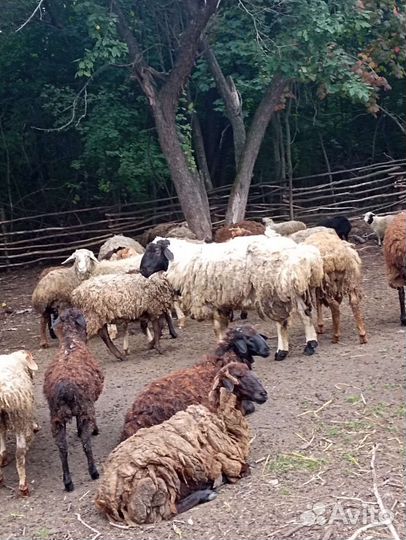 Овцы матки ягнята бараны