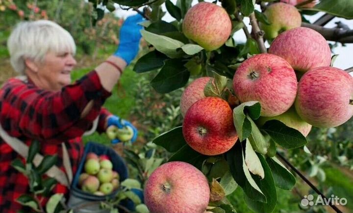 Вахта Сборщик