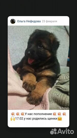 Щенки немецкой длинношерстной овчарки