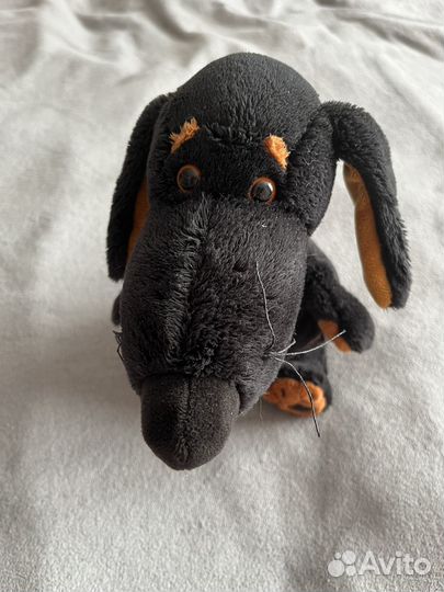 Собака ваксон