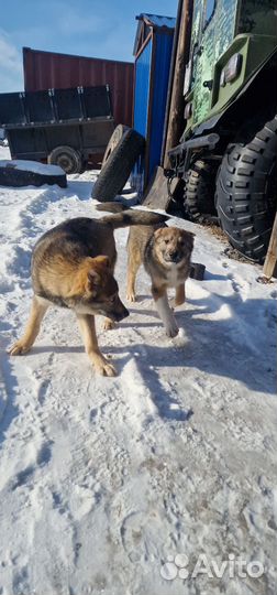 Щенки западно сибирской лайки