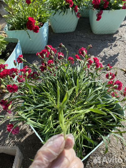 Цветы гвоздика вегетативная