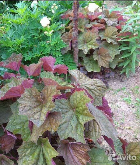 Клопогон, Бузульники, Роджерсия, Гейхера, Подофил