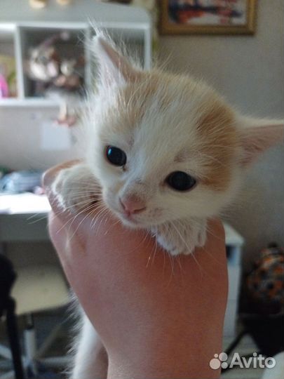 Котёнок мальчик рыжий в добрые руки