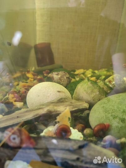 Аквариумные улитки