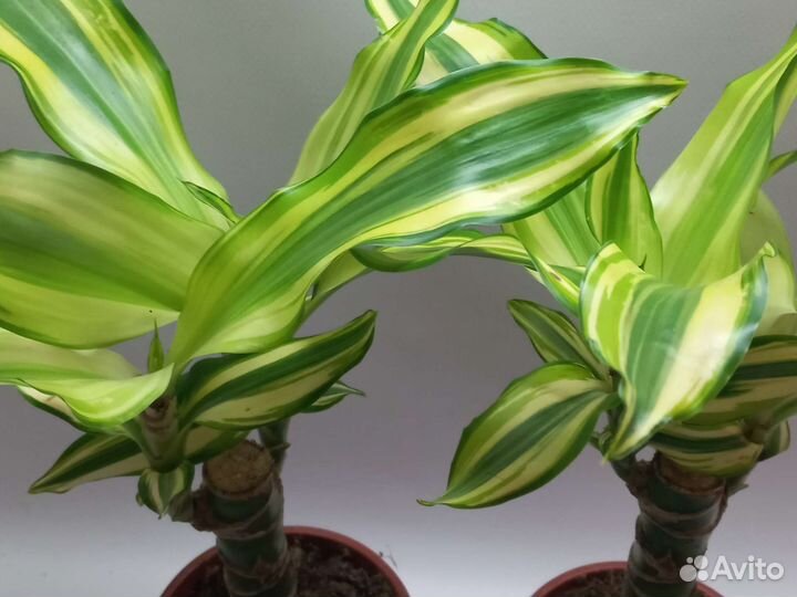 Драцена фрагранс Yellow Coast