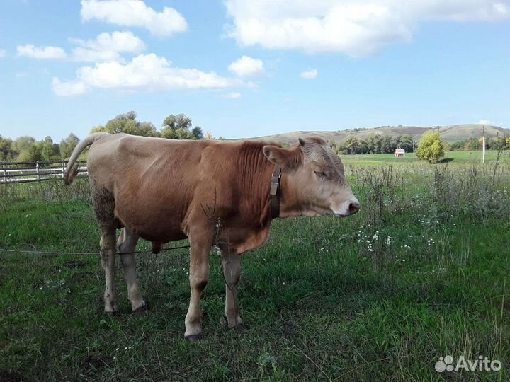 Телята бычки