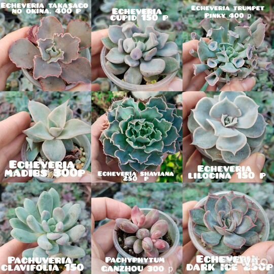 Суккуленты