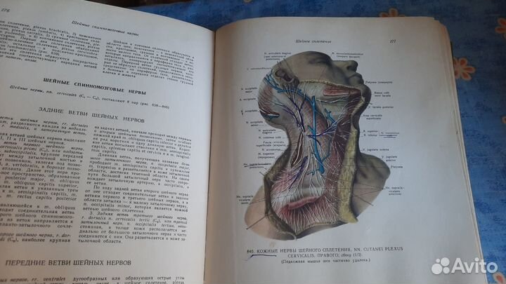 Книга анатомия человека