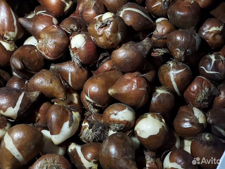 Тюльпаны луковицы