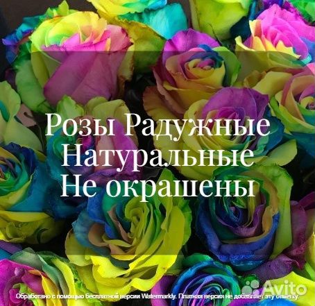 Роза Радужная Колумбия