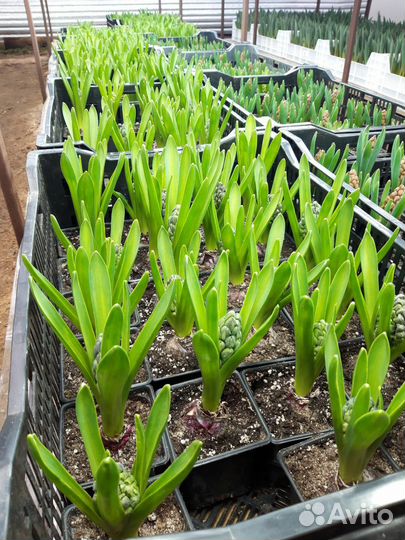 Гиацинт в горшочке