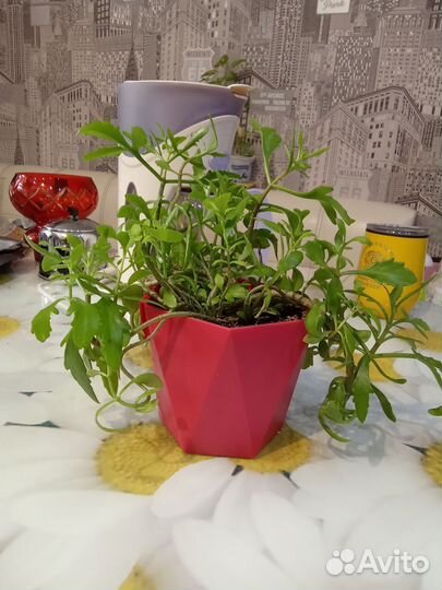 Каланхоэ оленьи рожки