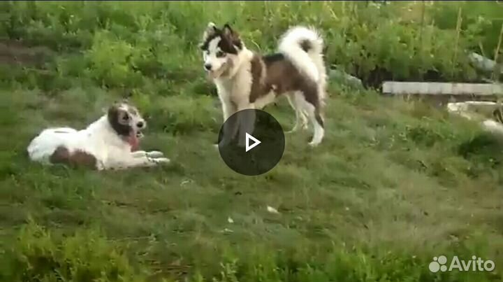 Щенки алабая