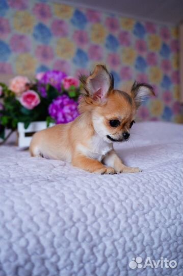 Чихуахуа мини