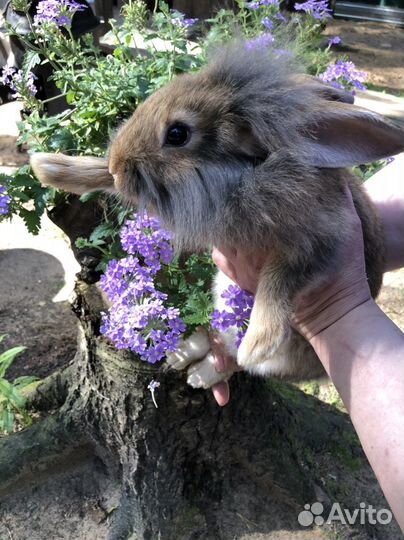 Львиноголовый кролик