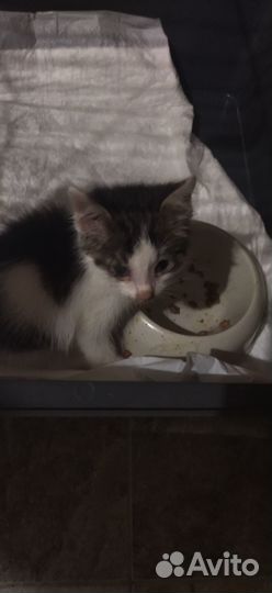 Отдам котенка в добрые руки