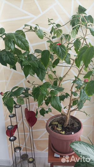 Китайская роза махровая