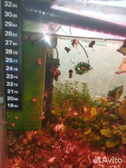 Аквариумные: Рыбки; Креветки; Раки; Растения