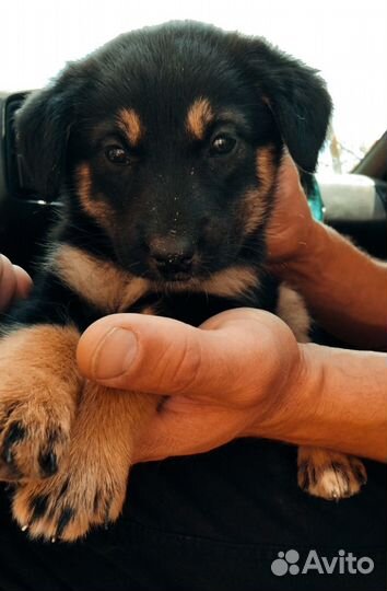 Щенята. Собака. Метисы