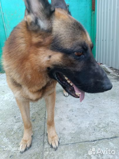 Немецкая овчарка