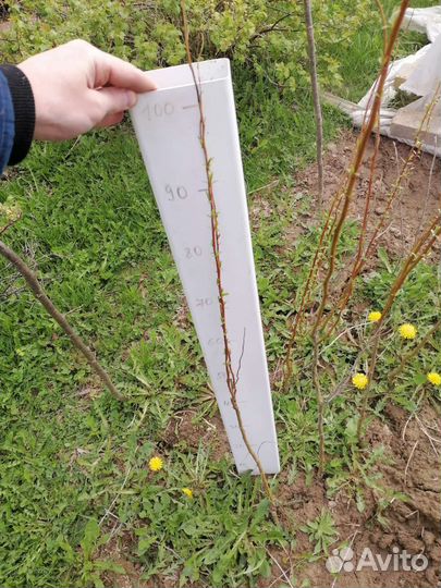 Ива извилистая (свердловская)