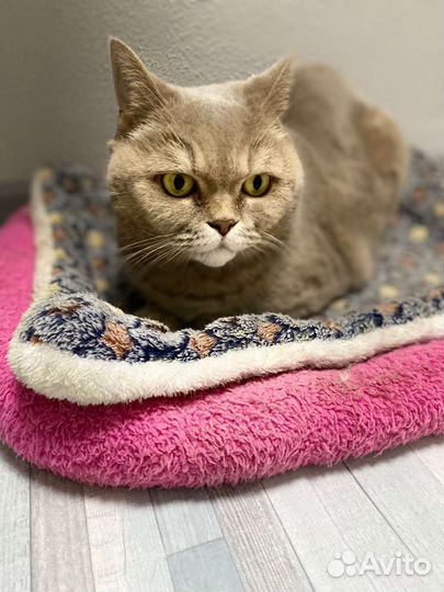 Палевая кошка британка в дар