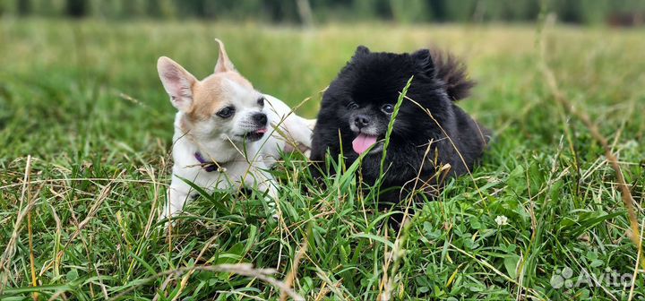 Передержка собак, зооняня