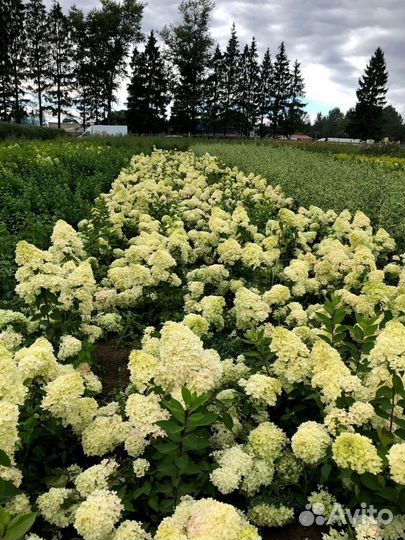 Гортензия метельчетая фантом