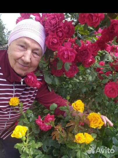 Роза вьющаяся