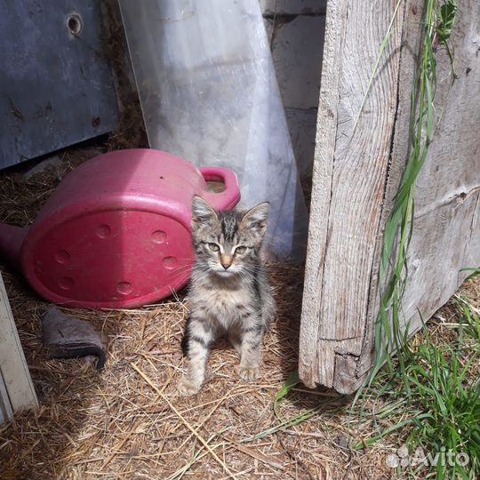 Котята ищут дом