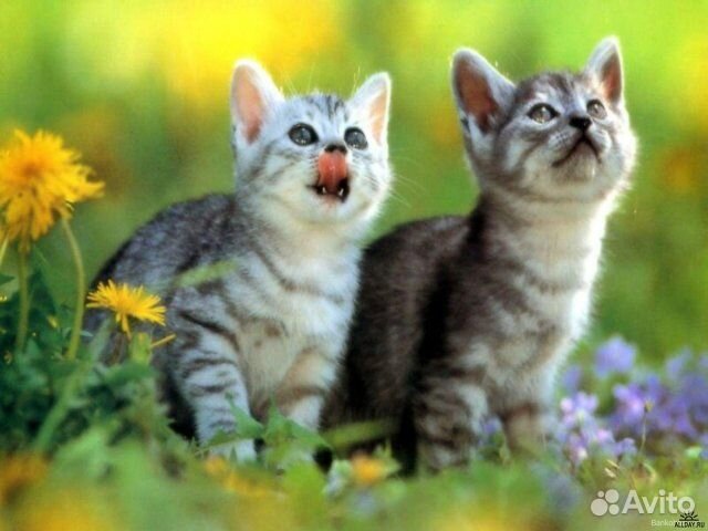 Разновозрастные кошки