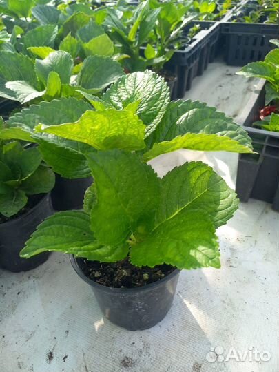 Гортензия крупнолистная саженцы