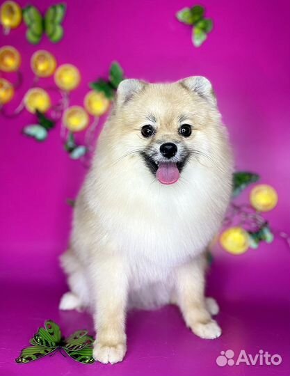 Грумер,Стрижка, Экспресс-линька,Груминг