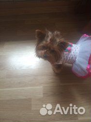 Йоркширский терьер