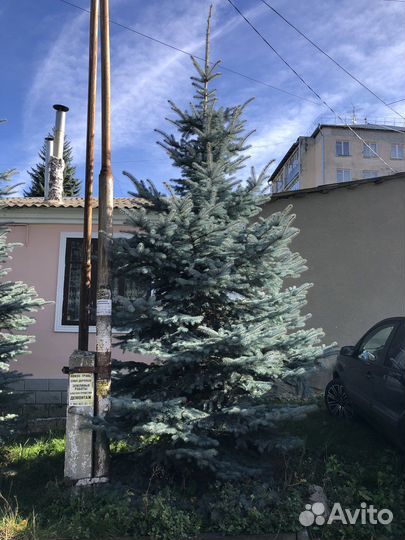 Ель голубая