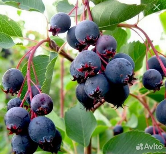 Ирга саженцы